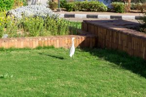 خرید فنس چمنی